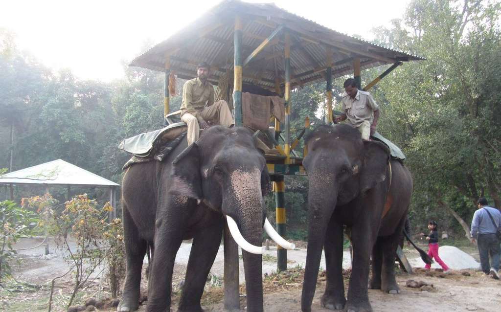 Elephant Safari at Dhupjhora Elephant Camp, Gachbari