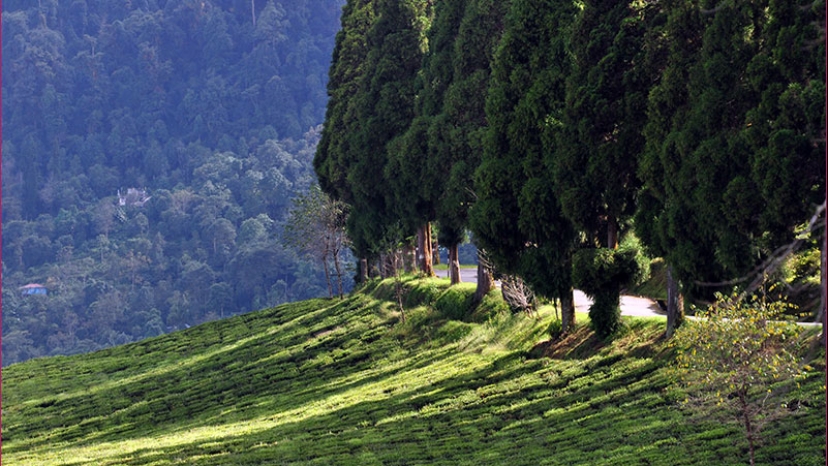 Kalimpong Darjeeling Tour Packages for 4 Days