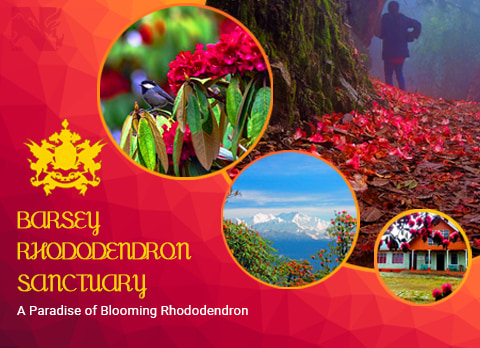 Barsey, offbeat destination in Sikkim