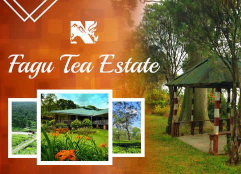 Fagu Tea Estate, offbeat destination in Dooars