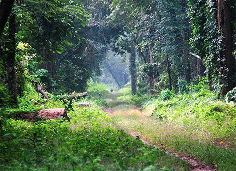 Khuttimari Forest , offbeat destination in Dooars