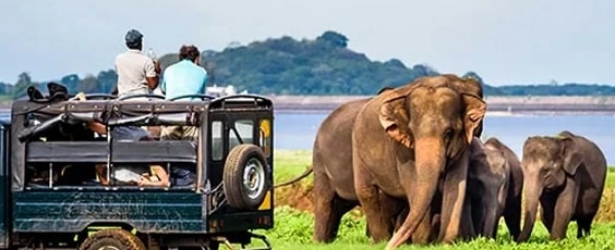 Gorumara National Park