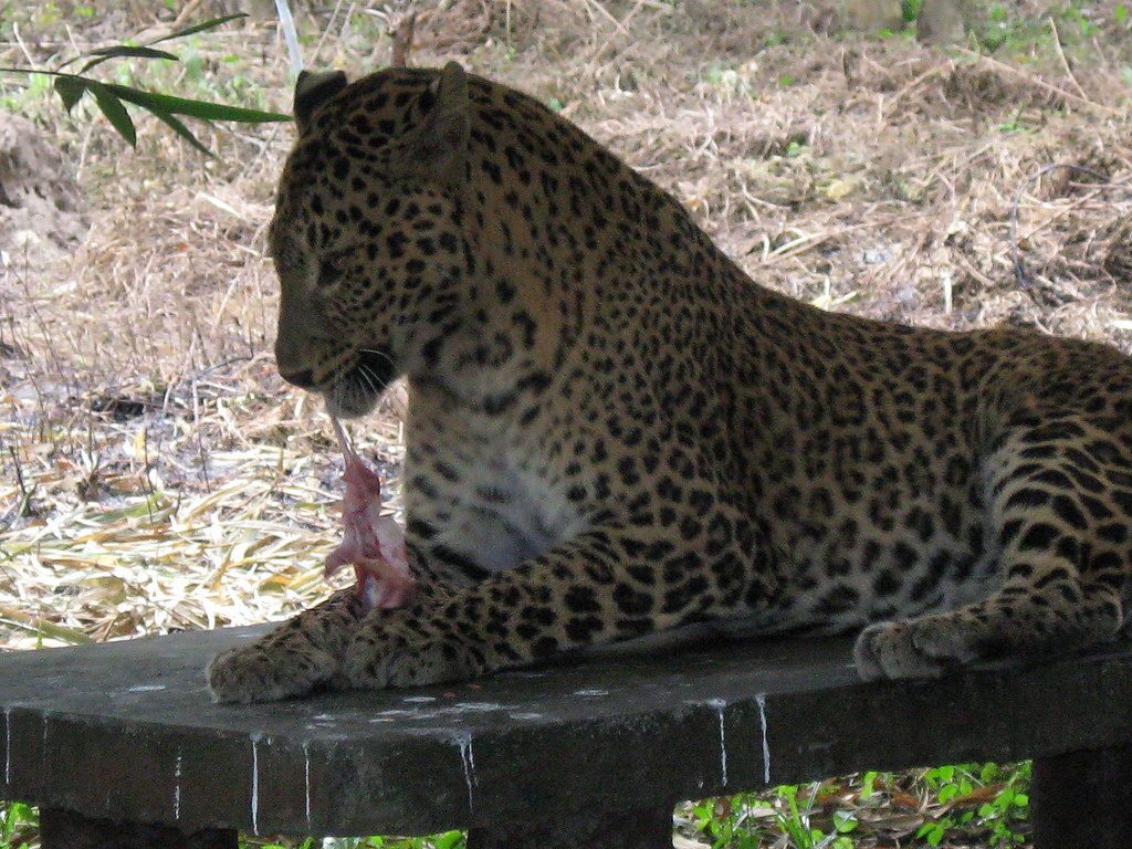 Rescued leopard in South Khayerbari