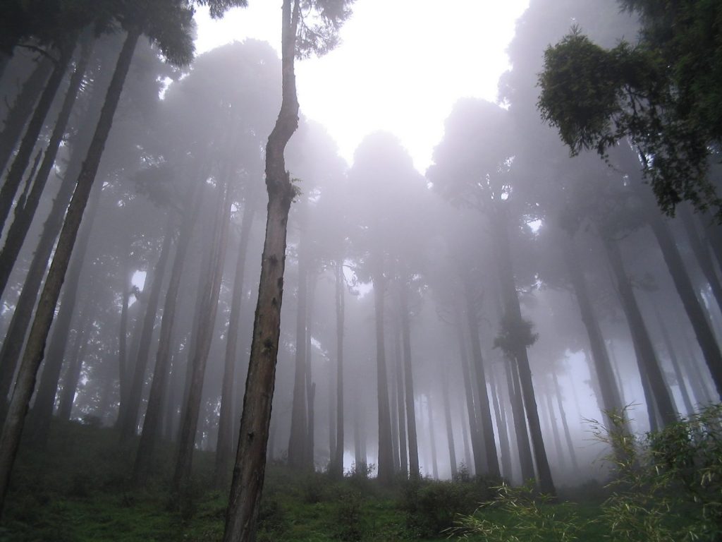 Misty morning at Mirik