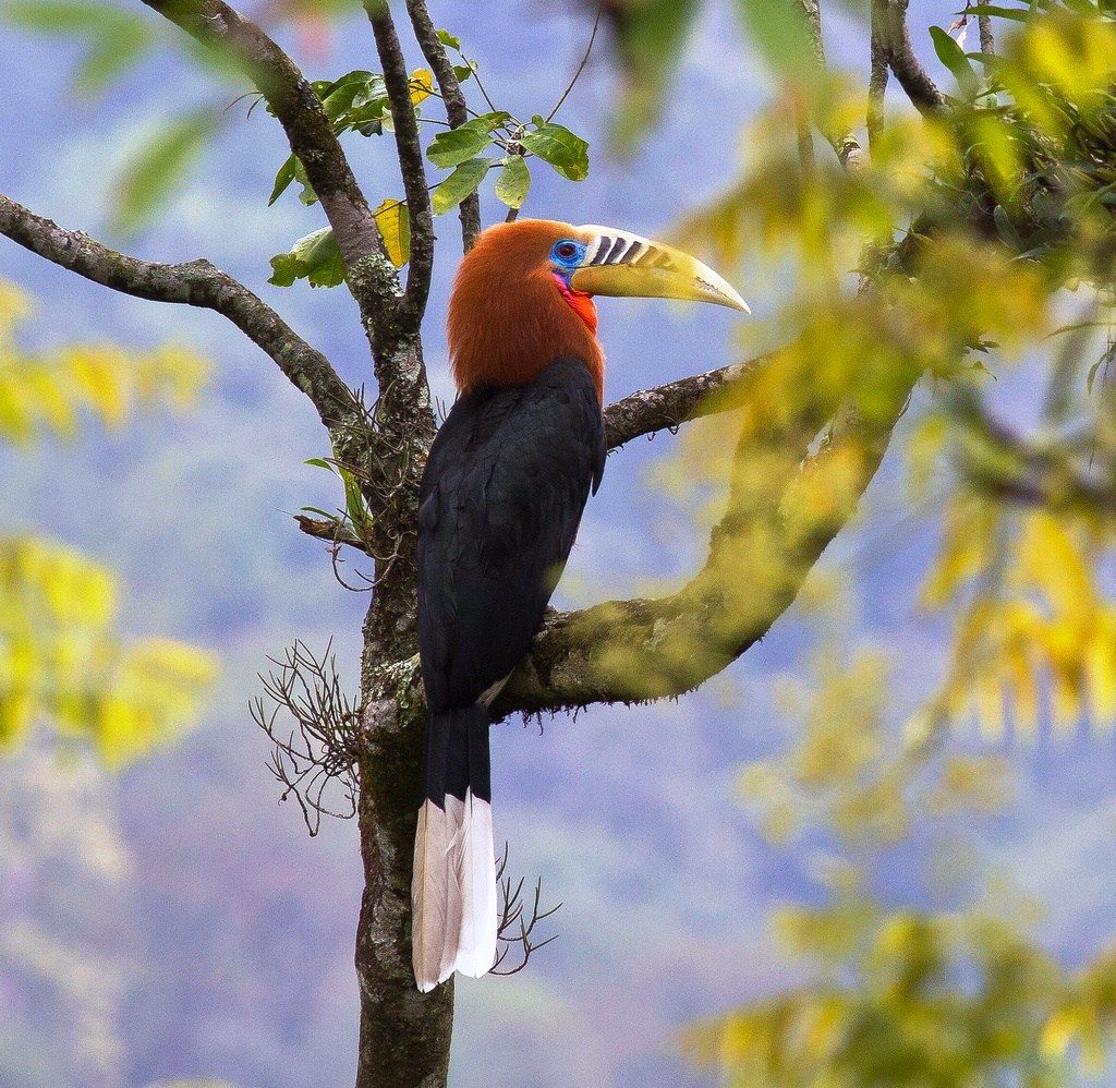 Rufous Necked Hornbill