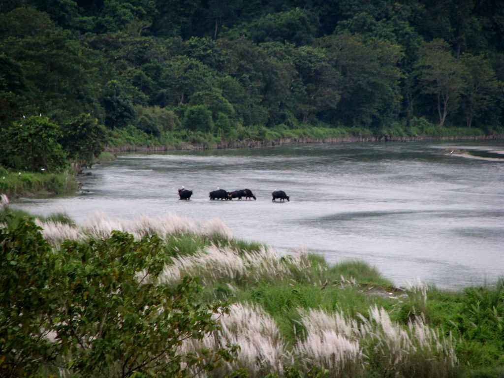 Wild Bisons crossing river Murti