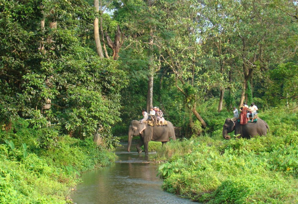 Elephants gracefully crossing the serene river stream in Gorumara