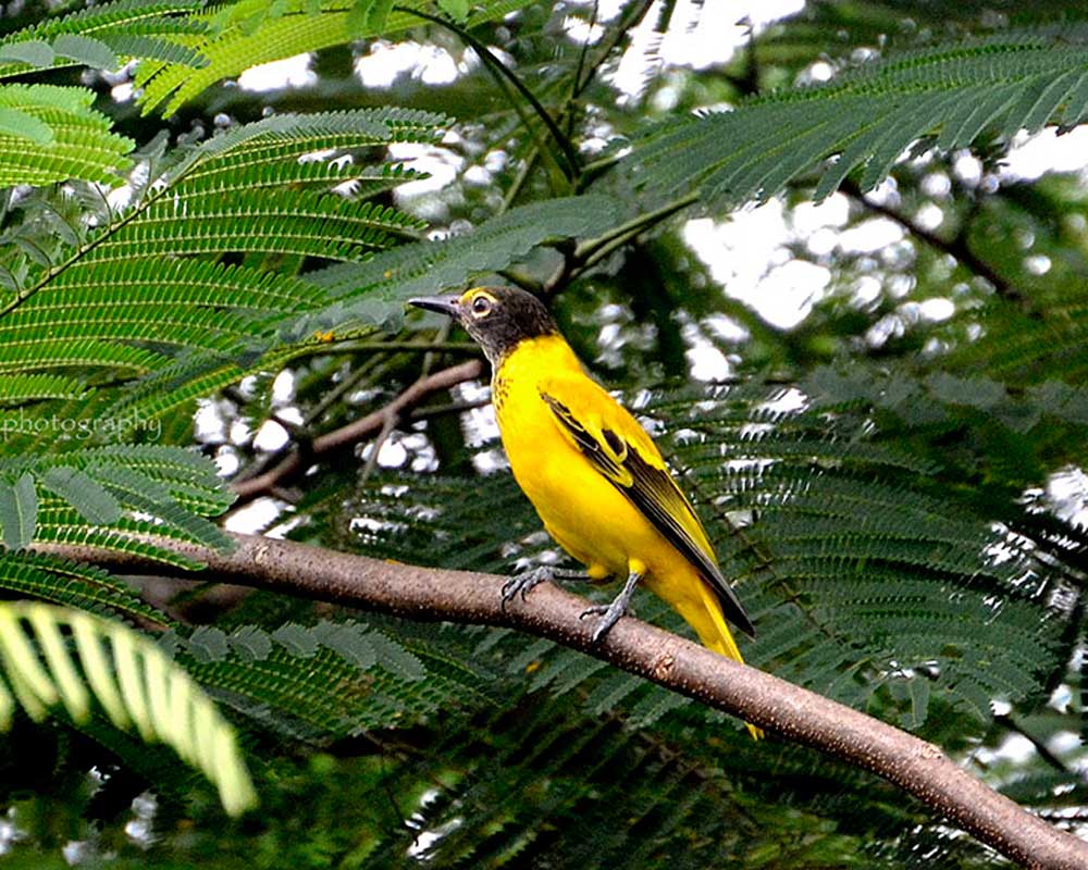 Black headed Oriole sighted in Jaldapara National Park