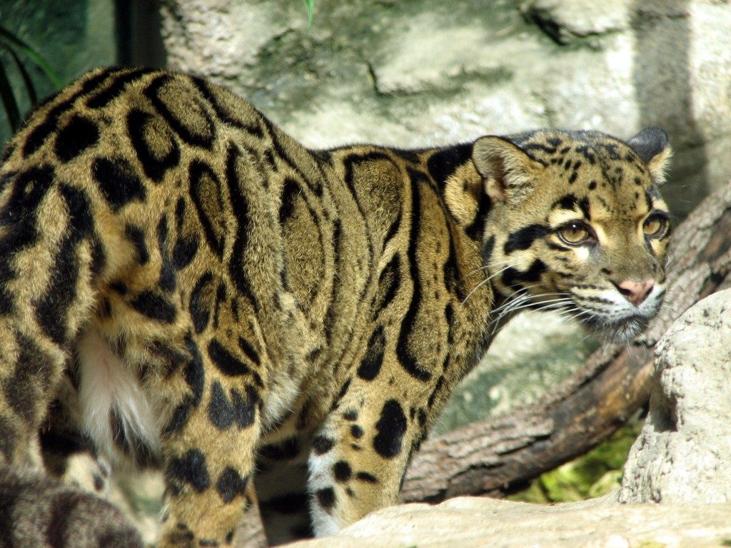 Clouded leopard