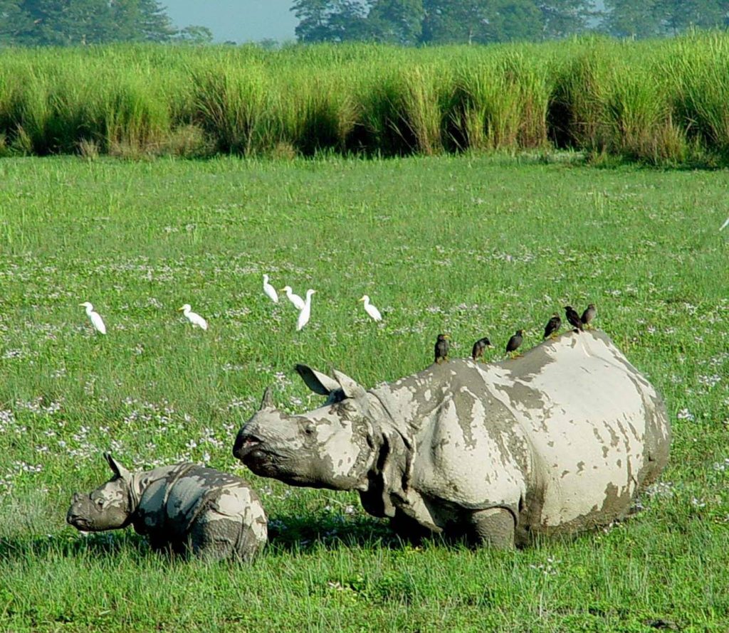 Majestic Asiatic one horned Rhinoceros with its young ones 