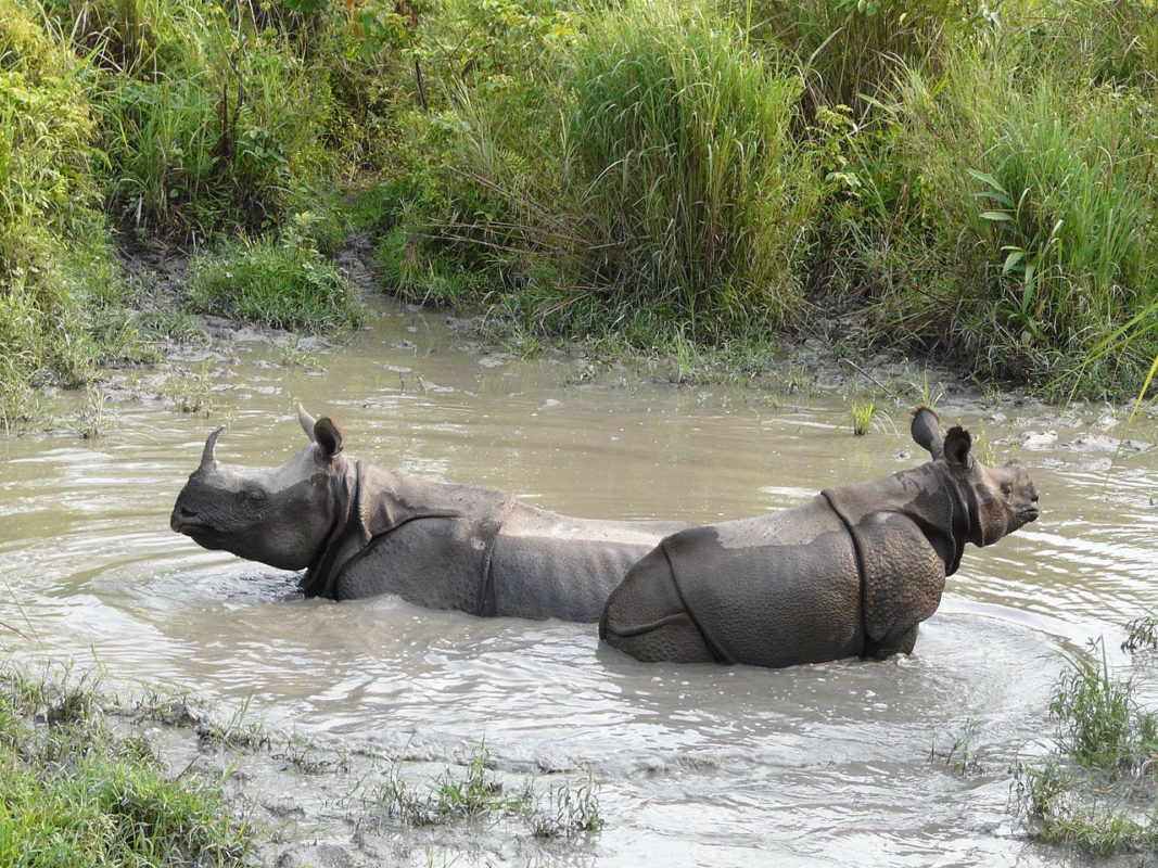 Rhinoceros spotted during Jaldapara Jungle Safari