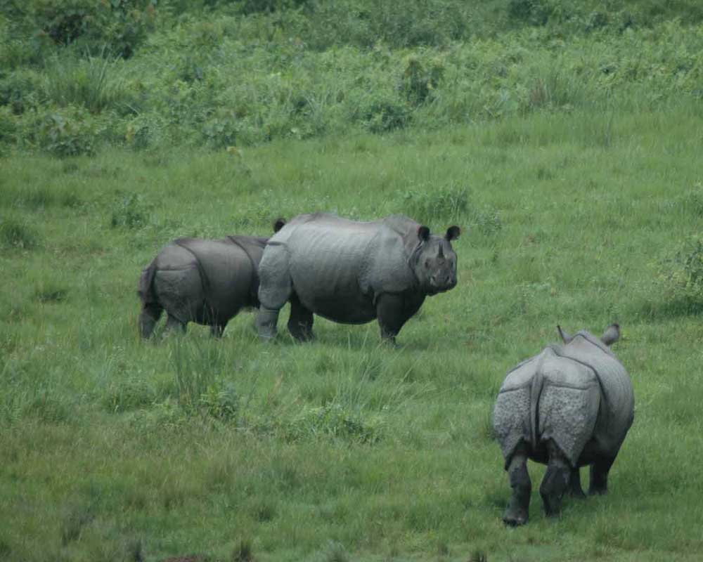 A crash of Rhinoceros seen during Jaldapara Jeep Safari