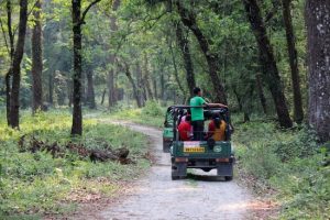 Jungle Safari at Gorumara National Park