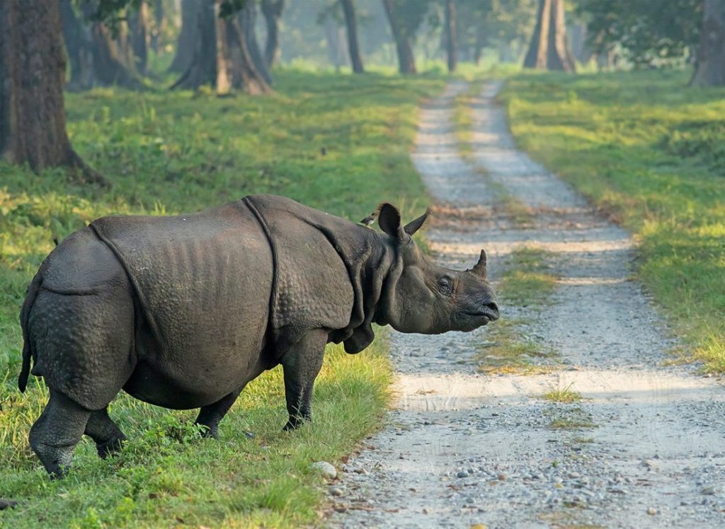 Witness the glory of the majestic One-Horned Rhinoceros with the Dooars Tour Packages of North Bengal Tourism