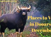 Placesto Visit in Dooars in December