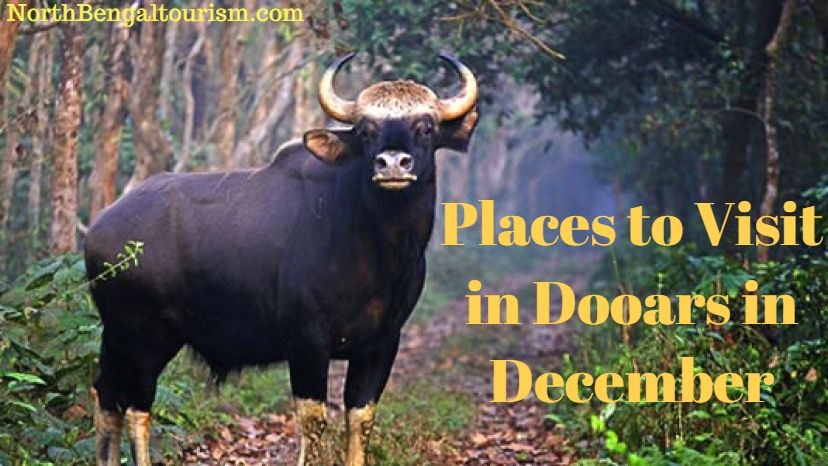 Placesto Visit in Dooars in December
