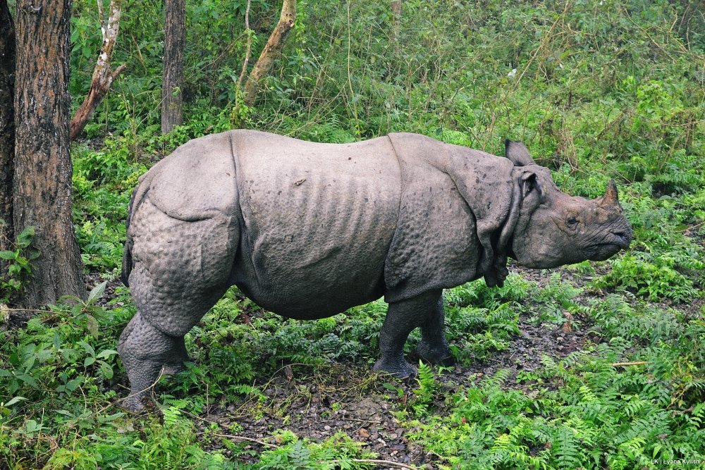 Gorumara National park