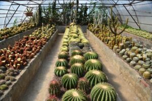 Cactus Nursery Kalimpong