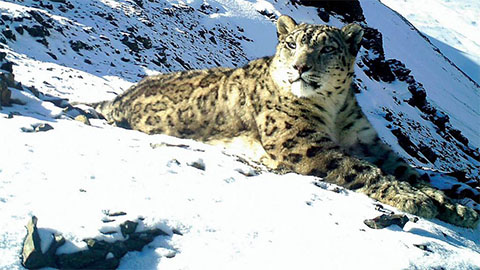 Jigme Dorji National Park