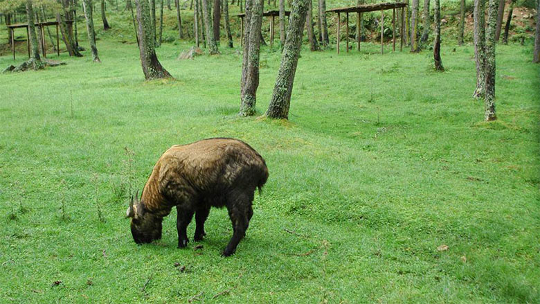 Image of Motithang Takin Preserve