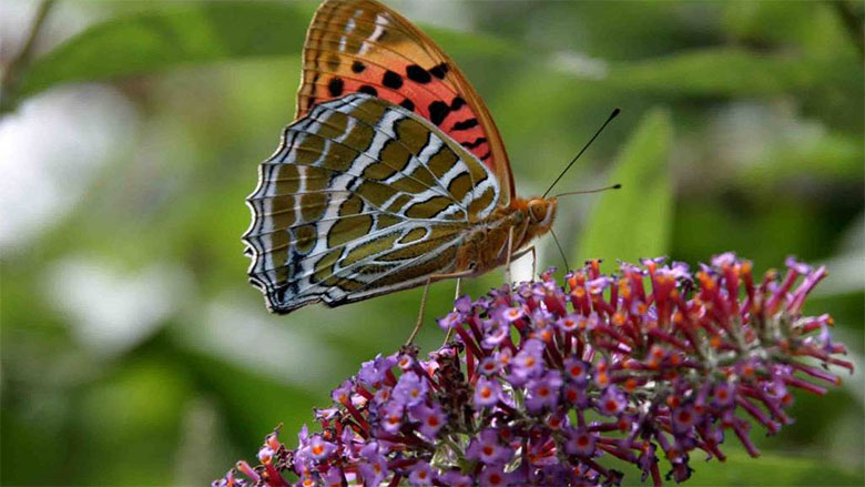 Image of Royal Botanical Garden