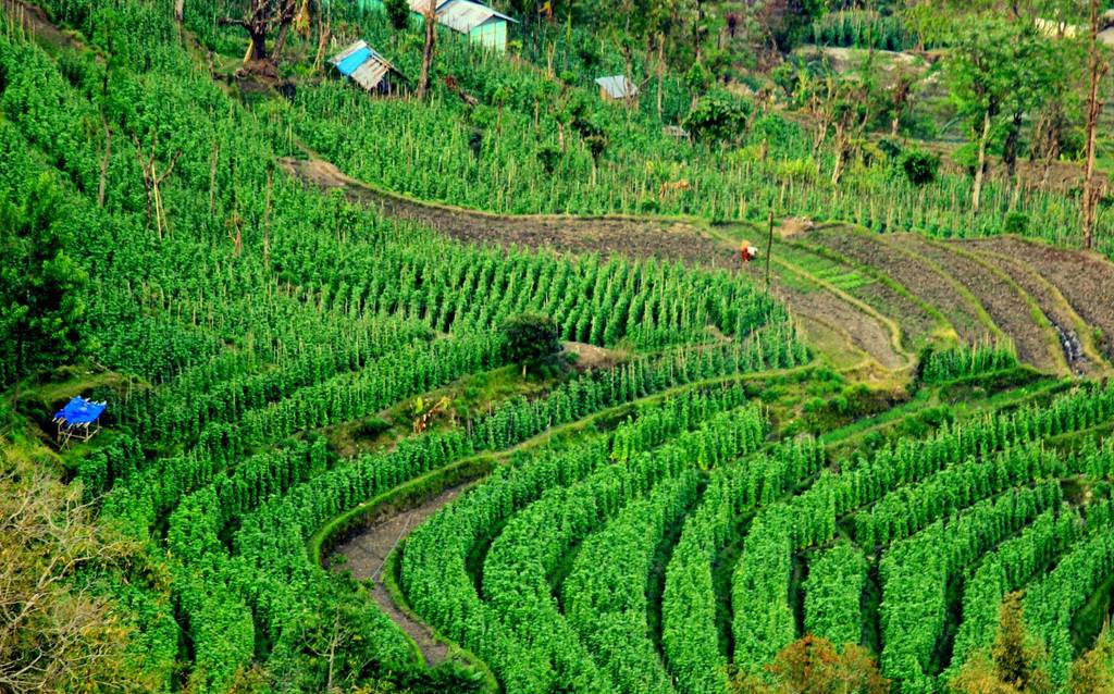 Bara Mangwa, Popular Offbeat Destination in Darjeeling