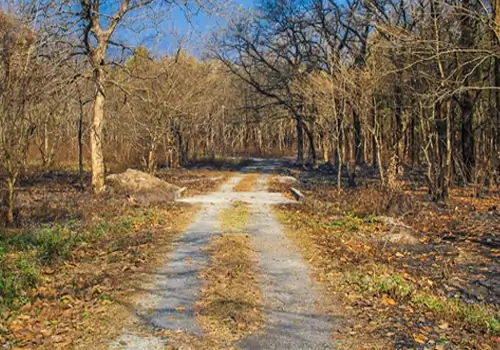Mahananda Wildlife Sanctuary 