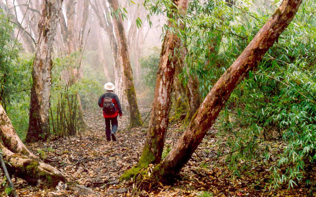 Trekkng in Neora Valley National Park in Lava