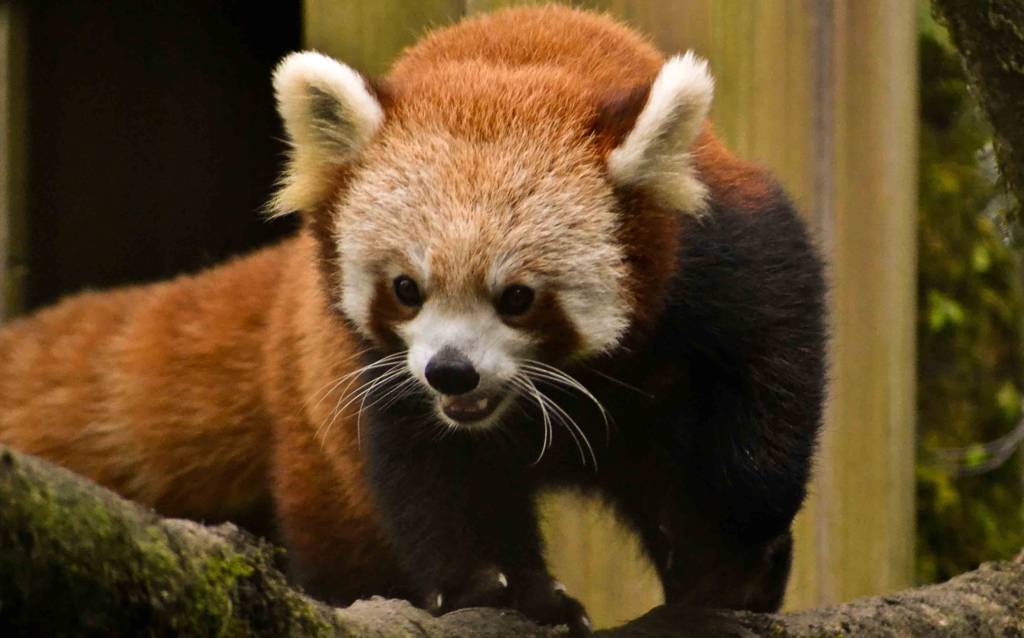 Padmaja Naidu Himalayan Zoological Park