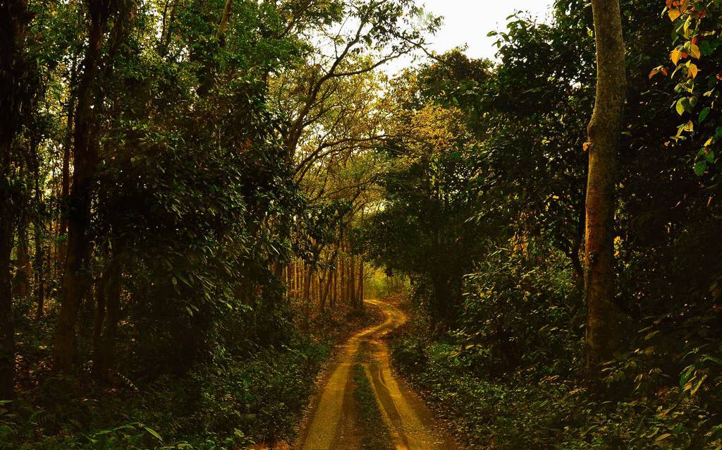 Safari at Chilapata Forest