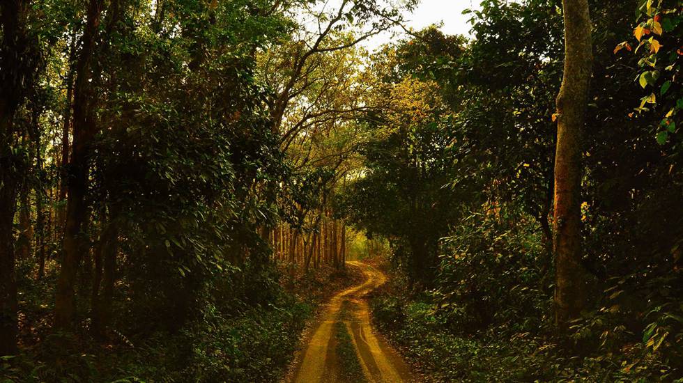 chilapata forest tourist