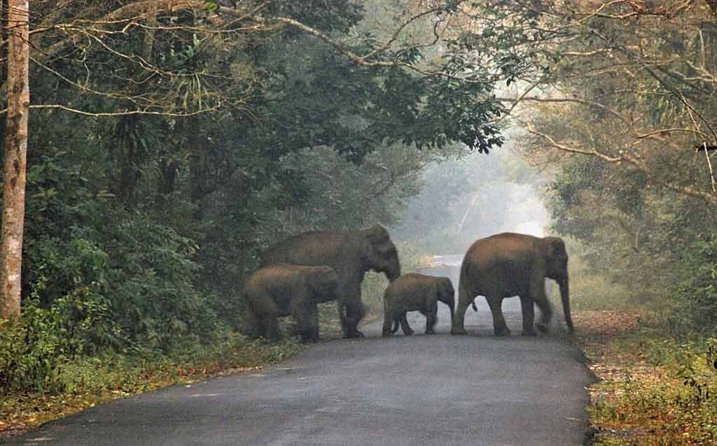 Sundarban Tourism