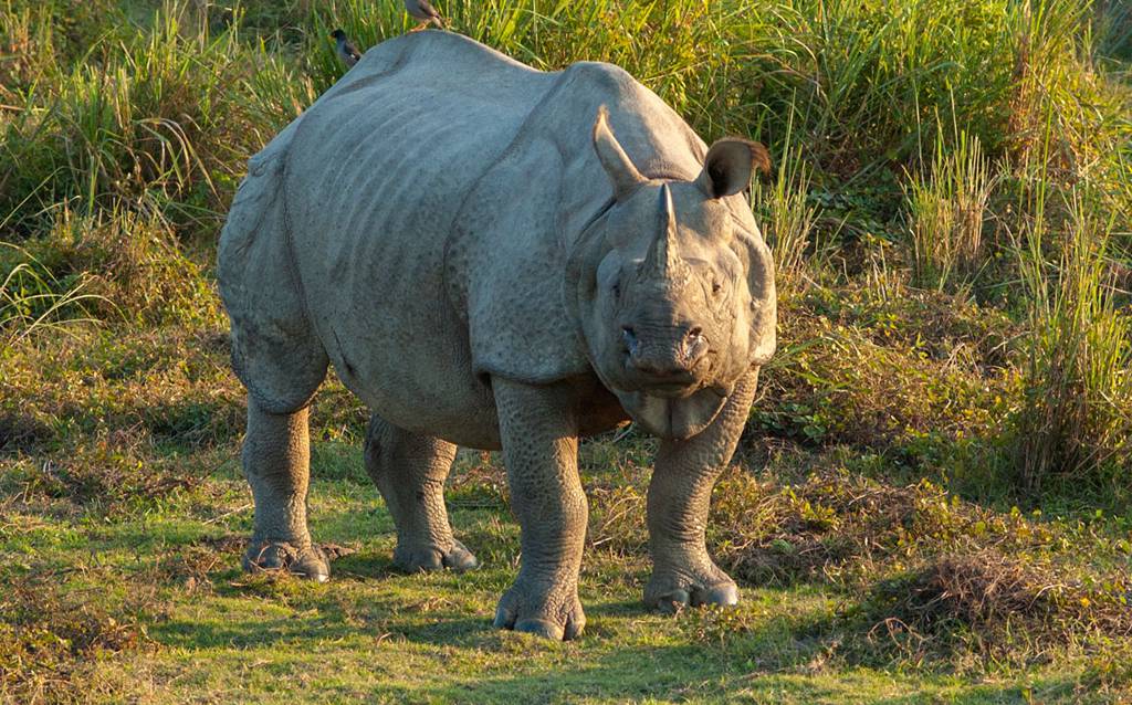 elephant safari in gorumara