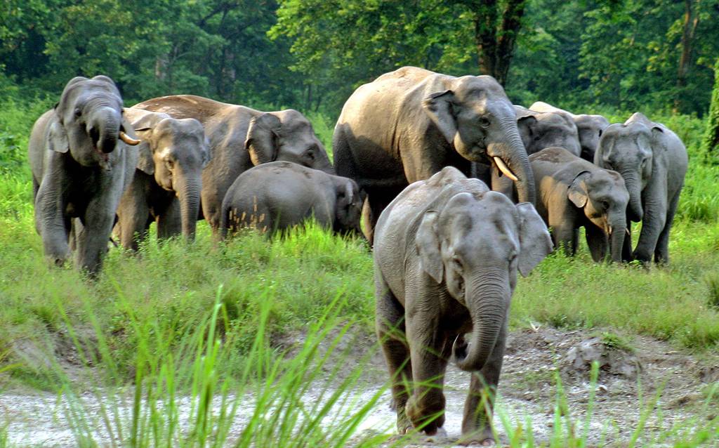 Elephant Safari at Jaldapara National Park