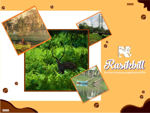 Rasikbill Travel Guide, Bird Sanctuary of Rasik Bil, Rasikbeel Coochbehar