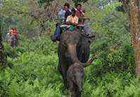 Jaldapara Wildlife Sancutary, Dooars