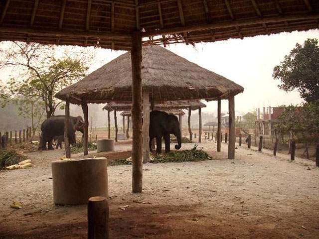 gorumara elephant safari booking