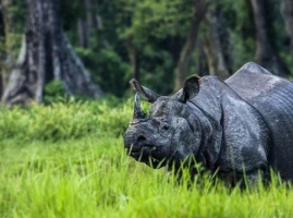 Images of Gorumara Buxa Jaldapara Tour