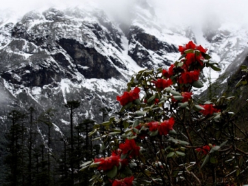 Visit Yumthang Valley and Transfer to Gangtok