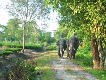 Transfer to Lataguri (Gorumara National park)