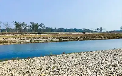 Dooars Hills & Wildlife Delight
