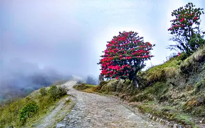 Tumling Sandakphu Tour