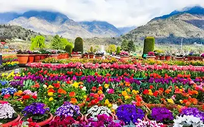 Amazing Kashmir (6 Days)