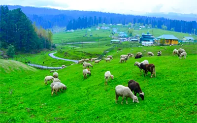 Kashmir Nature Trip (7 Days)
