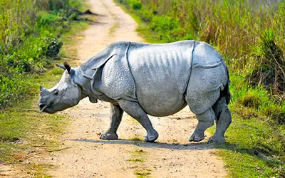 Kaziranga & Meghalaya Magic!