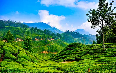 Misty Hills of Munnar