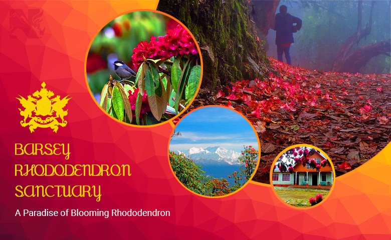 Barsey Rhododendron Sanctuary, an offbeat destination of Sikkim