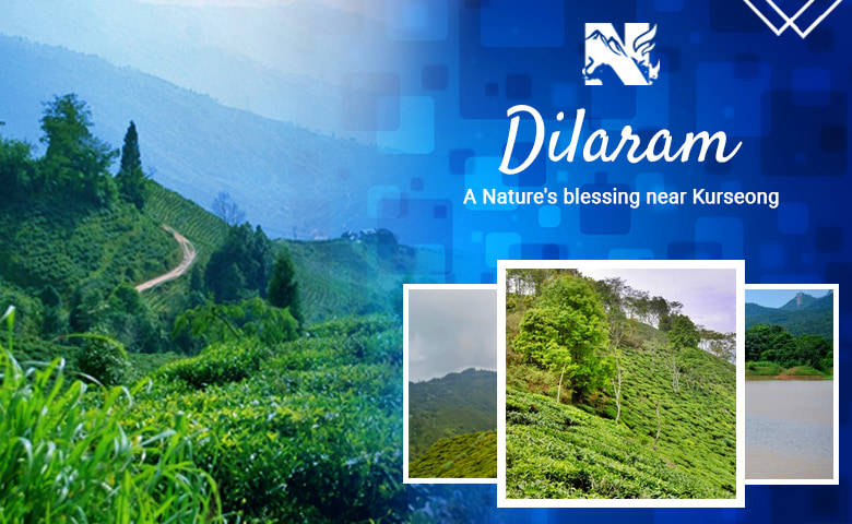 Dilaram Kurseong, an offbeat destination of Darjeeling