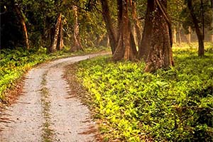 Kathambari Forest