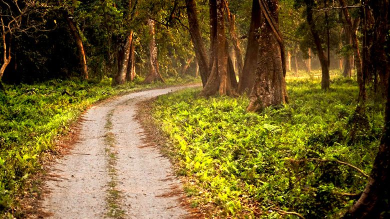 Kathambari Forest in Dooars, an offbeat destination of Dooars